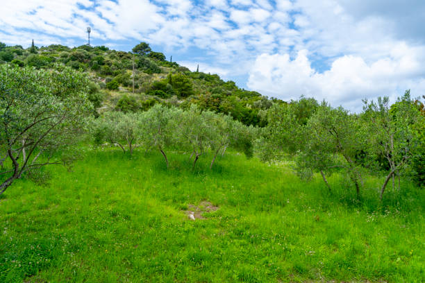 The hills on Kolocep Island, Croatia.