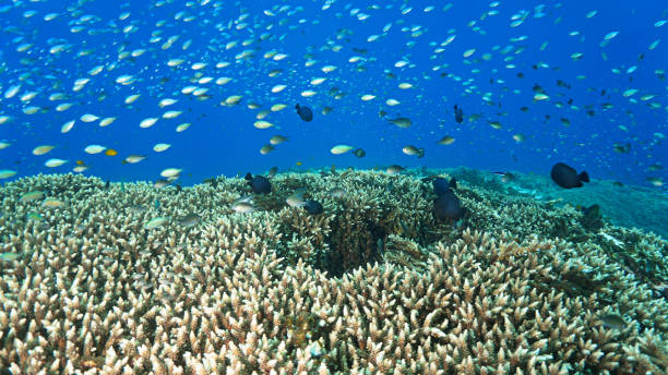 istock Colorful hard coral reef with shoals of fish 2155269888