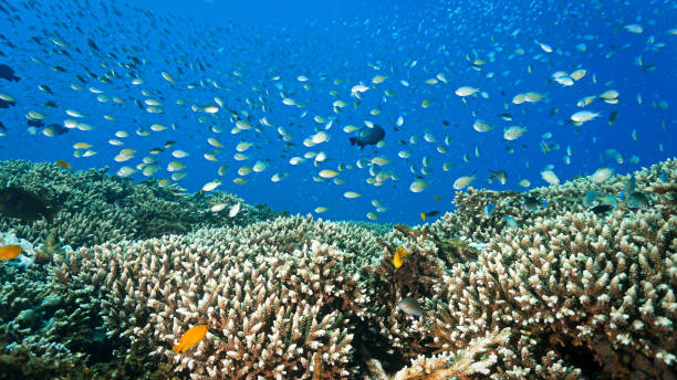 istock Colorful hard coral reef with shoals of fish 2155269894