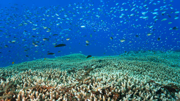 istock Colorful hard coral reef with shoals of fish 2155269895
