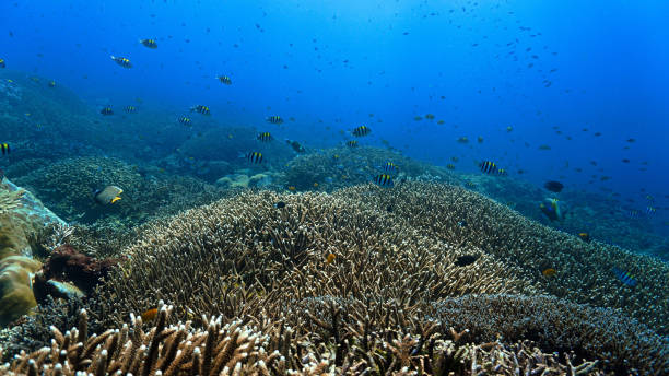 istock Colorful hard coral reef with shoals of fish 2155269921