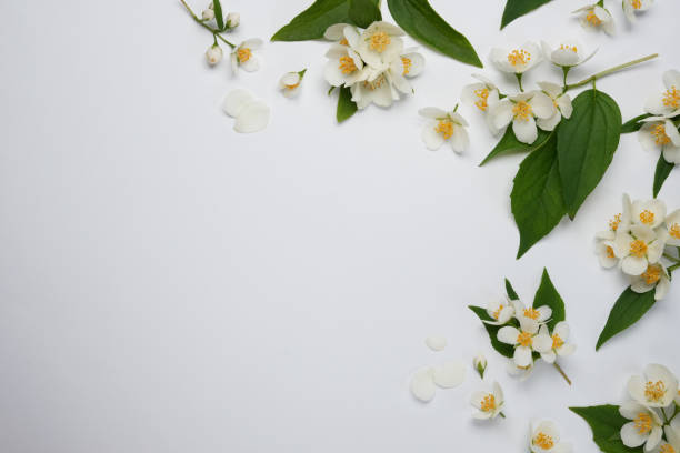 istock Flat lay composition with fragrant white jasmine flowers on white background. Top view, space for text. 2155270611