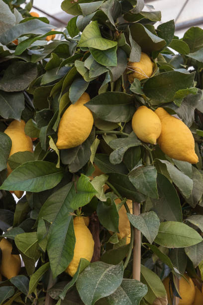 istock Citron. Dwarf and miniature fruit trees for gardens, balconies, terraces, and rooms 2155272208