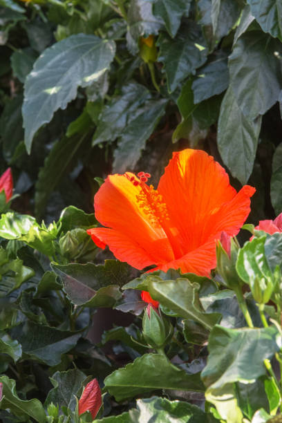 istock Hibiscus. Flowers for decor for gardens, parks. Vertical photo 2155272345