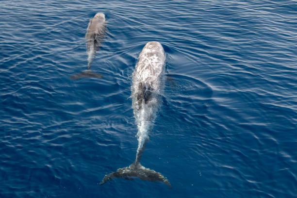 istock Risso dolphin close up portrait on blue sea surface 2155274843