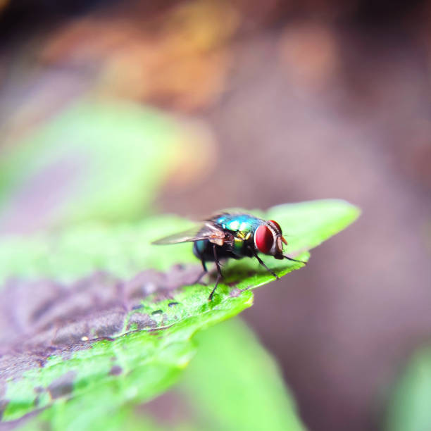 istock a fly or Lucilia sericata 2155279684