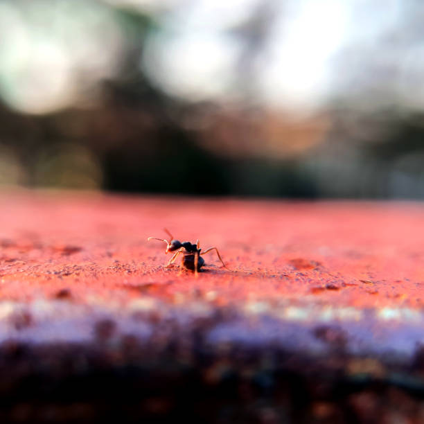 istock black ants ready to attack on top of the wall 2155279828