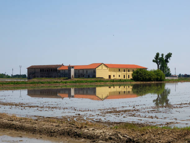 istock Rice fields in Novara province, Italy 2155280104