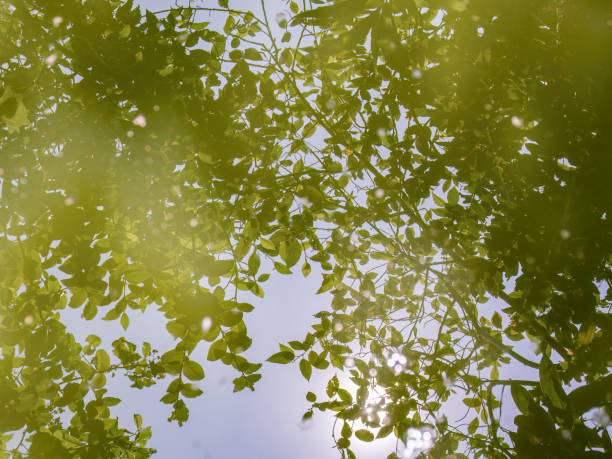 The reflection of alder trees canopy on the water stored in a tank, in the eastern Andean mountains of central Colombia.