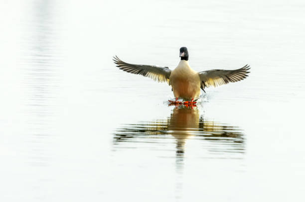 Male common merganser (Mergus merganser) landing in a lake.