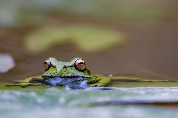 istock An exotic green dotted tree frog rests on a water lily leaf in a pond 2155282402