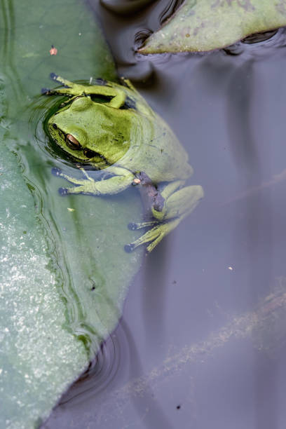 istock An exotic green dotted tree frog rests on a water lily leaf in a pond 2155282405