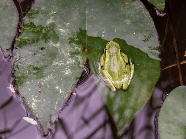 Close-up view from the top of a dotted green tree frog resting in a leaf, in a water lily pond, in the eastern Andean mountains of central Colombia.