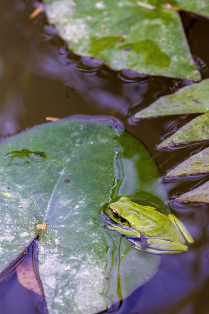 istock An exotic green dotted tree frog rests on a water lily leaf in a pond 2155282638