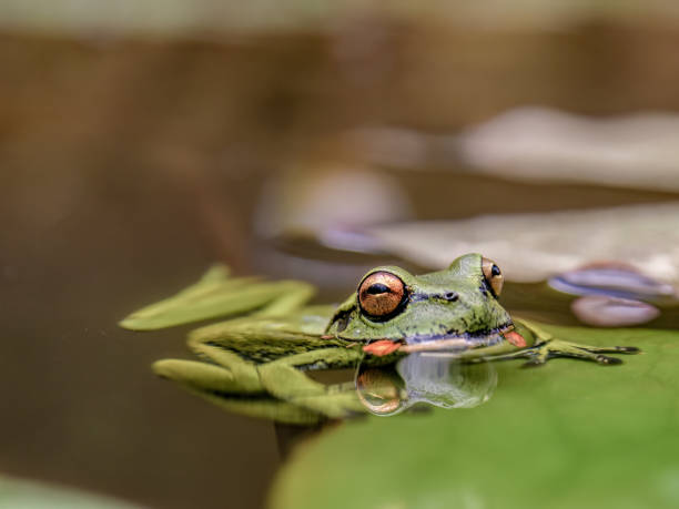 istock An exotic green dotted tree frog rests on a water lily leaf in a pond 2155282749