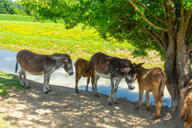 Donkeys grazing in Zasavica Nature Reserve, Serbia