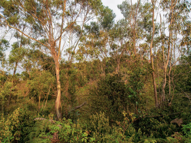 istock Some eucalyptus trees rise high up among the lush vegetation of a forest 2155283320