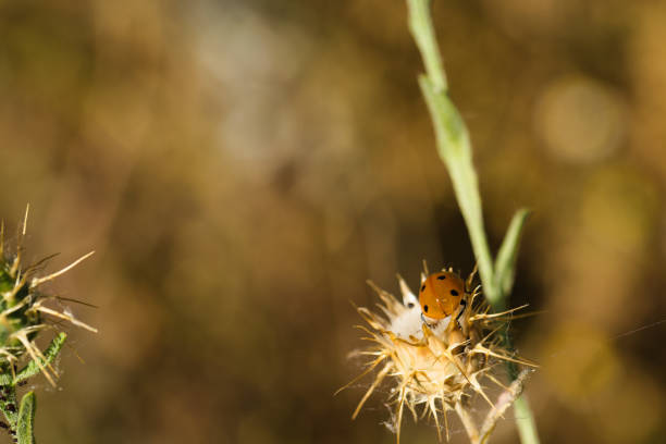 an insect sitting on a plant in spring, macro photo