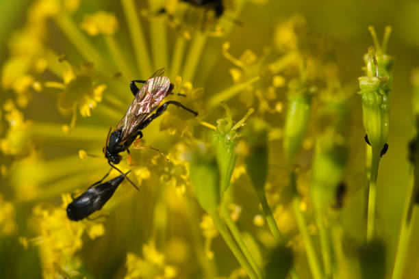 an insect sitting on a plant in spring, macro photo
