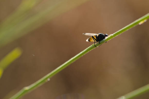 istock insect, animal, nature, closeup, fauna, spring, light, plant, stem, macro, 2155283634