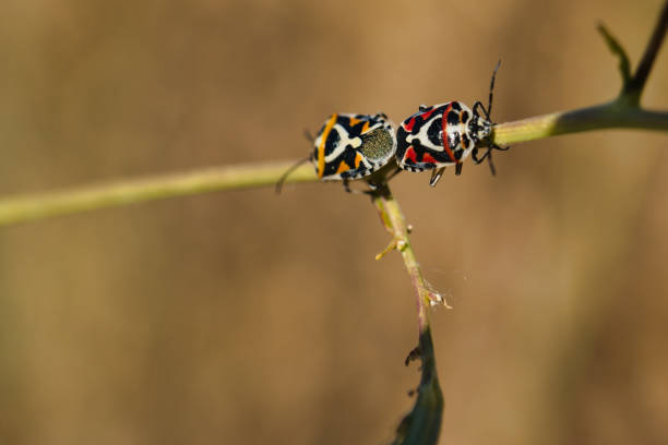 an insect sitting on a plant in spring, macro photo