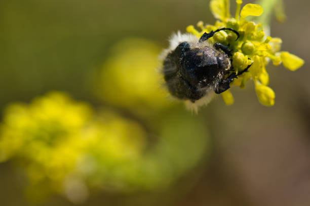 an insect sitting on a plant in spring, macro photo