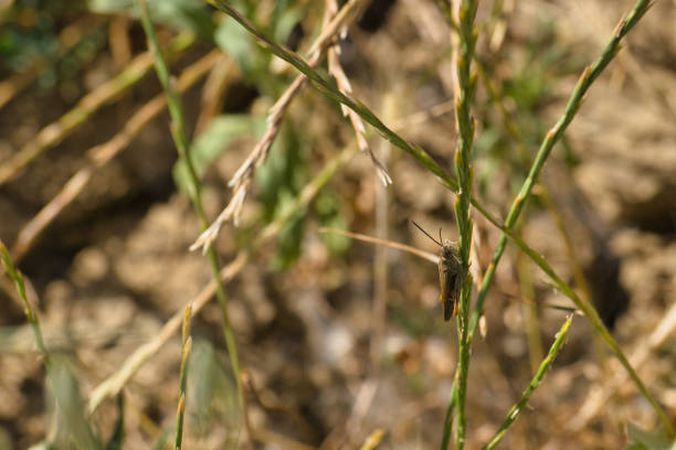 Macro photo of a green grasshopper feeding on a grass.
