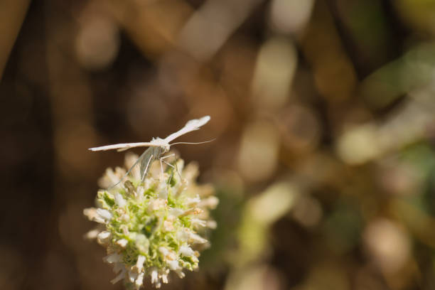 an insect sitting on a plant in spring, macro photo