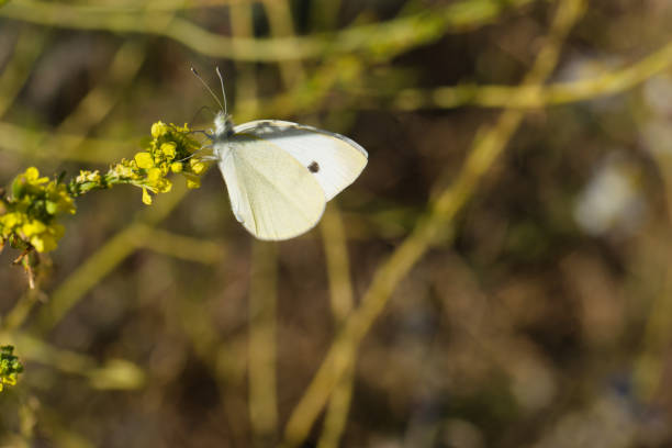 an insect sitting on a plant in spring, macro photo
