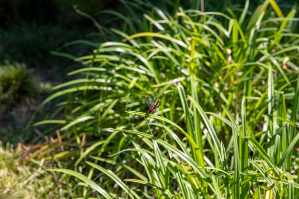 A scarlet crocothemis dragonfly perched on a tuft of tall grass