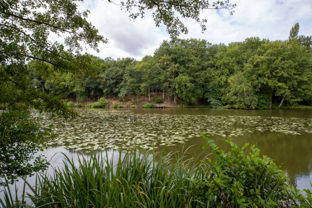 istock Pond with trees bordering grassy area with reflections and plants 2155284532