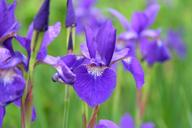 istock Deep blue Iris sibirica, or Siberian flag iris, Caesar's Brother in flower. 2155284832