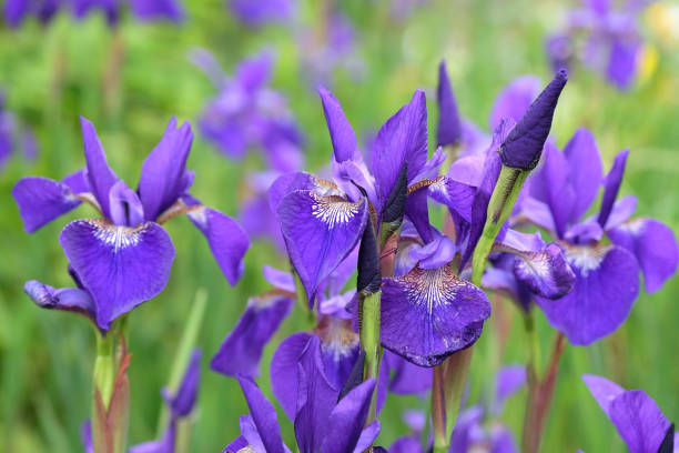 istock Deep blue Iris sibirica, or Siberian flag iris, Caesar's Brother in flower. 2155284837