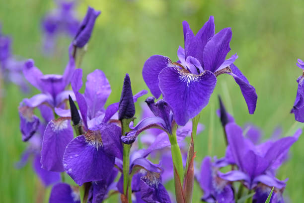 istock Deep blue Iris sibirica, or Siberian flag iris, Caesar's Brother in flower. 2155284888