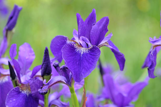 istock Deep blue Iris sibirica, or Siberian flag iris, Caesar's Brother in flower. 2155284889
