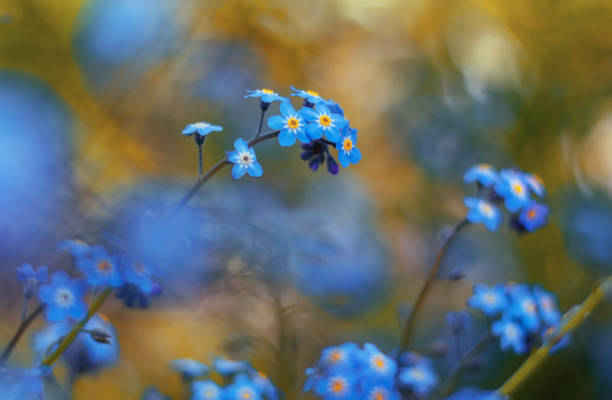 istock small blue flowers in garden, spring nature background, forget-me-not 2155285067