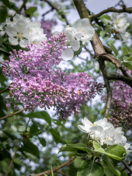 Close-up of beautiful pink lilac (Syringa sp.) white apple tree  flowers (Malus domestica) blooming in thecspringtime.