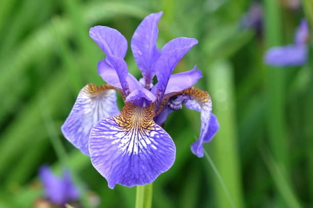 istock Pale blue Siberian flag iris, Sibirica Iris Heavenly Blue in flower. 2155285504