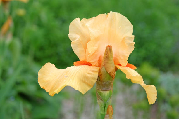 Apricot orange bearded iris Piroska in flower.