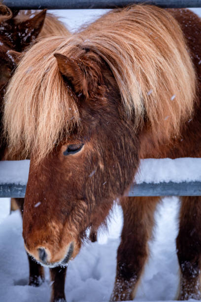 Close-up portrait of a brown icelandic horse atone the farm in winter.