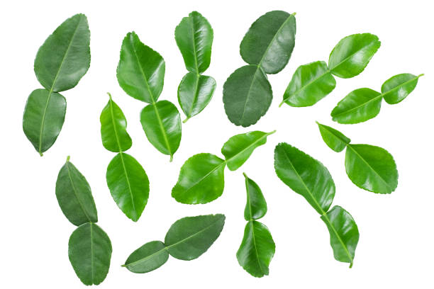 Bergamot leaf, Group of Green Bergamot leaf  isolated on white background with clipping path, Lime leaf, Lemon leaf, leaves,