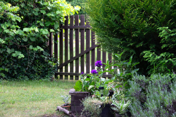 istock Garden with plants and flowers 2155288339