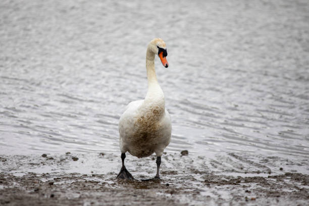 Swan by edge of the River Crouch in Essex
