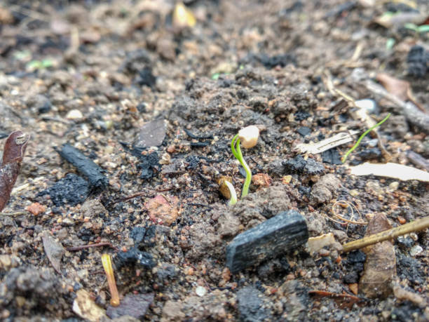 istock young sprout of the ground 2155288774