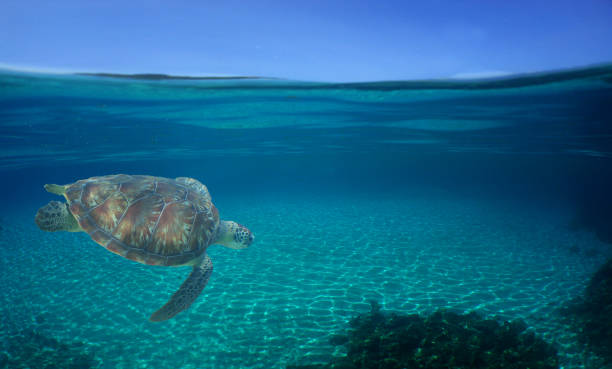 istock a sea turtle on a reef  in the caribbean 2155289810