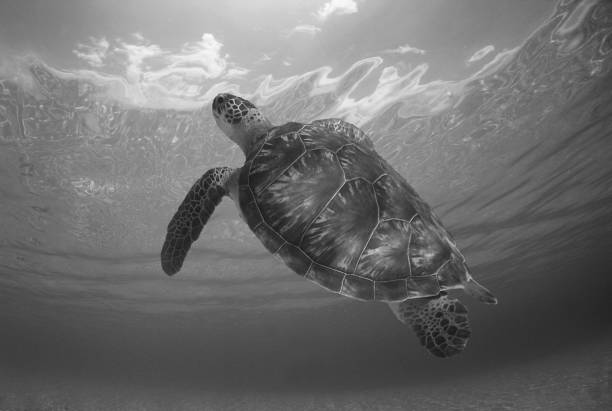 istock a sea turtle on a reef  in the caribbean sea 2155289813