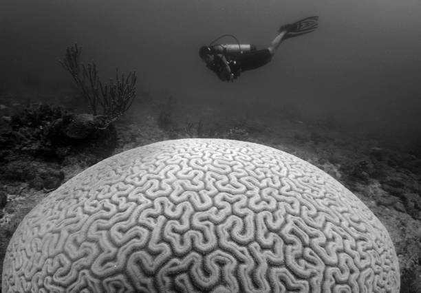 Scuba diver gliding through the crystal-clear waters of the Mediterranean Sea near Costa Brava, gracefully observing vibrant marine life while exploring the rich seabed ecosystem