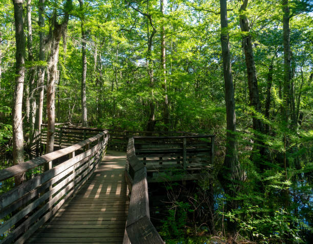 istock Path in the forest, First Landing State Park, Virginia Beach, VA 2155289971