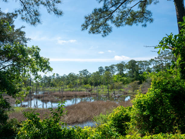 istock Path in the forest, First Landing State Park, Virginia Beach, VA 2155289988