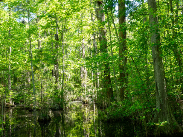 istock Path in the forest, First Landing State Park, Virginia Beach, VA 2155289991
